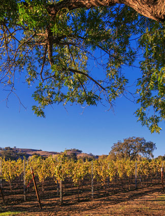 Walker Vineyard - Santa Ynez Valley