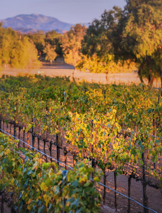 Fioré Vineyard - Los Olivos District