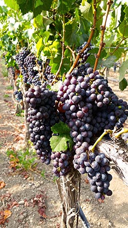 Palmina Wines grapes on the vine ready for picking