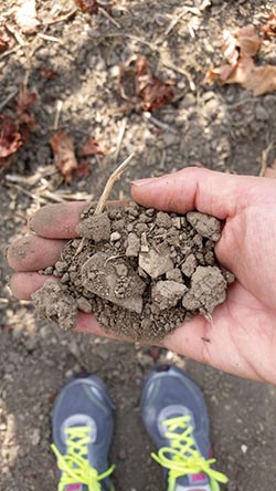 Vineyard soil
